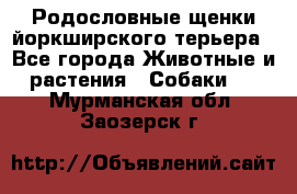 Родословные щенки йоркширского терьера - Все города Животные и растения » Собаки   . Мурманская обл.,Заозерск г.